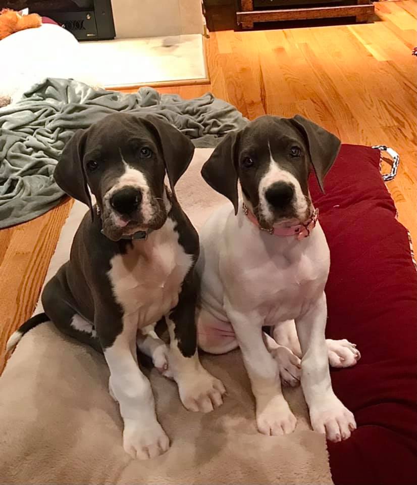 Great Dane Puppies