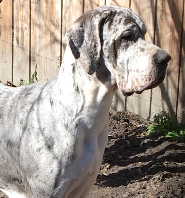 Adult Merle Great Dane