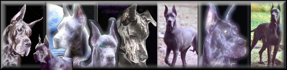 Great Danes