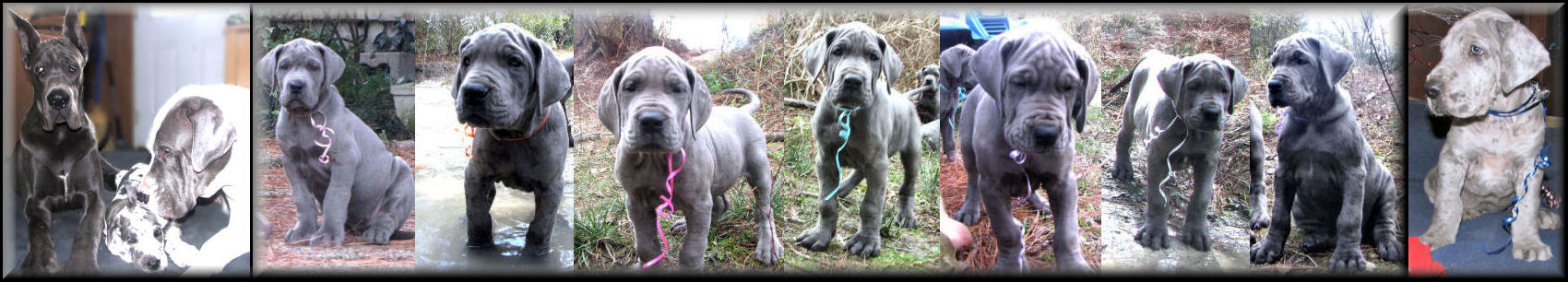 Great Dane Puppies